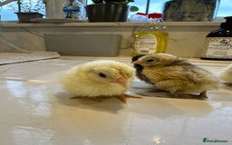 Chickens poultry for sale: Serama x silkie chicks ultra soft, fluffy and tiny - Image 8