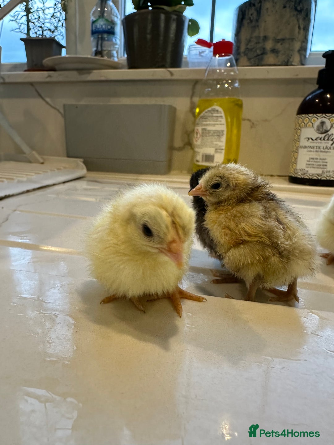 Chickens poultry for sale: Serama x silkie chicks ultra soft, fluffy and tiny - Image 8