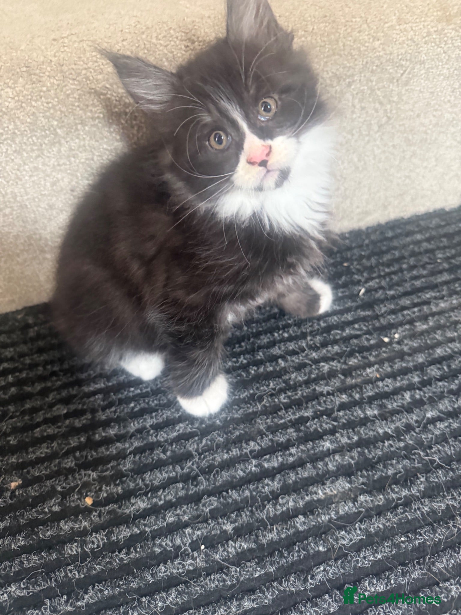 Maine Coon cats Stunning Purebred polydactyl Maine Coons Ready Now - Advert 12