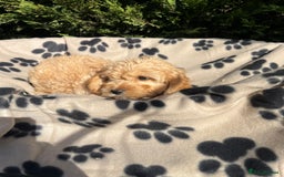 Cockapoo dogs for sale: 5 lovely f1 cockapoos  - Image 7