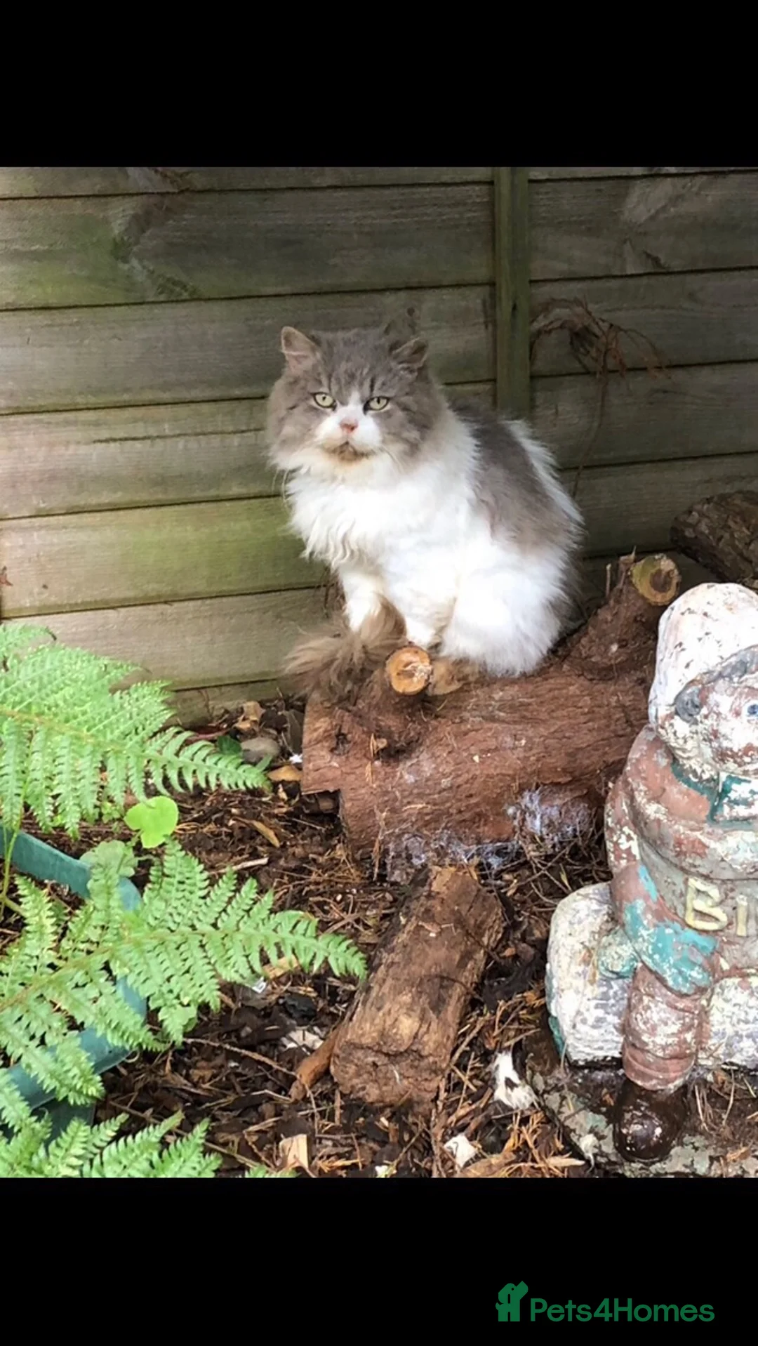 Mixed Breed cats for sale: Mixed pedigree kittens - Advert 12