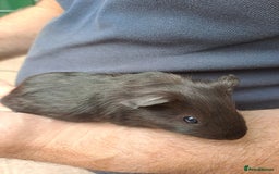 Guinea Pig rodents for sale: Baby guinea pigs for sale  - Image 4