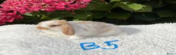 Mini Lop rabbits for sale: Pure bred mini lops baby rabbits . - Advert 11
