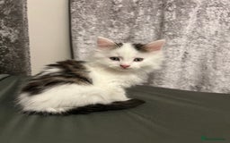 British Longhair cats for sale: Gorgeous fluffy kittens looking for forever home - Image 20
