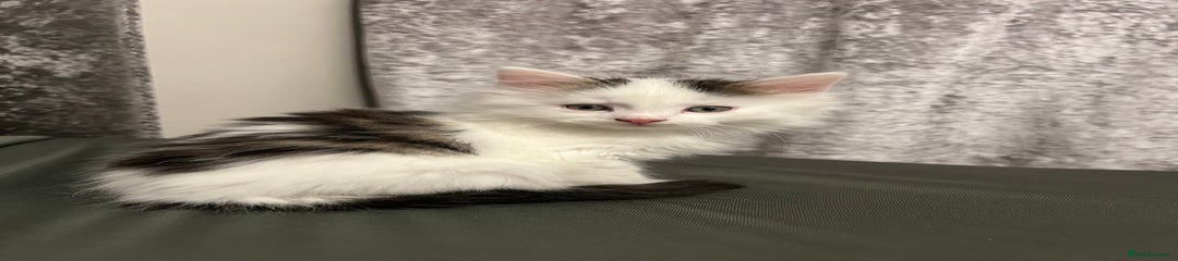 British Longhair Kitten 2