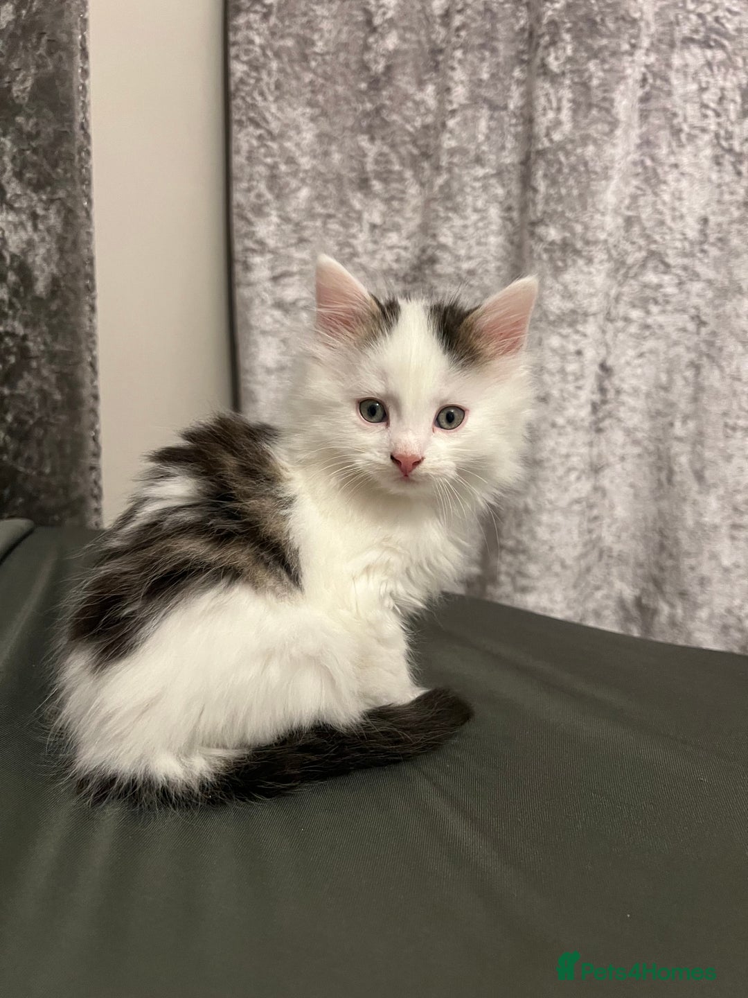 British Longhair cats for sale: Gorgeous fluffy kittens looking for forever home - Image 20