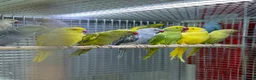 Ringnecks birds for sale: Ringneck  - Advert 4