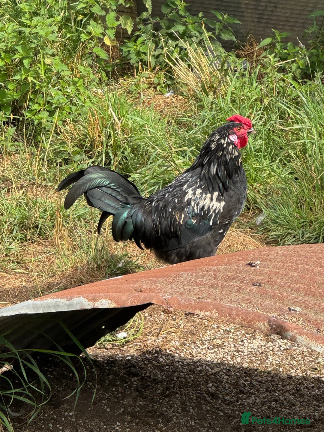 Chickens poultry for sale: Mixed breed cockerels - Advert 3