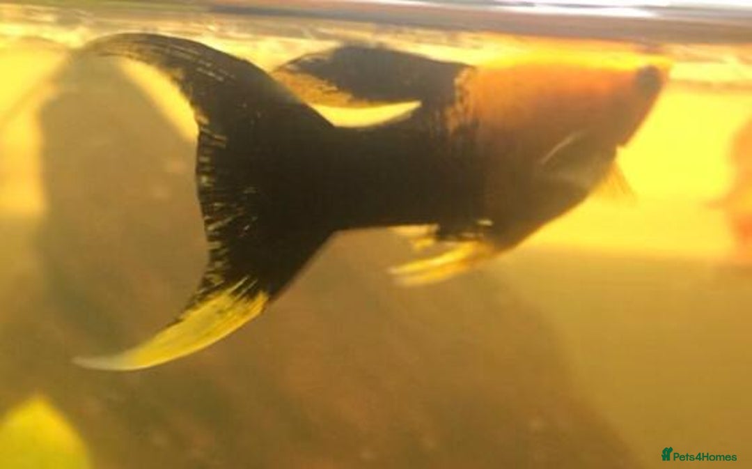 Other/Mixed Breed fish for sale: All fish sold individually for 10£ (info below) - Image 11