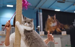 British Longhair cats for sale: Beautiful Blue and White British Longhair  - Advert 1