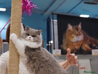 British Longhair cats for sale: Beautiful Blue and White British Longhair - Advert 1