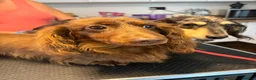 Miniature Dachshund dogs for sale: 5* KC Champion Blood Miniature Long Hair Dachshund - Advert 17