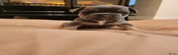 French Bulldog dogs for sale: Beautiful French Bulldog Puppies - Advert 8