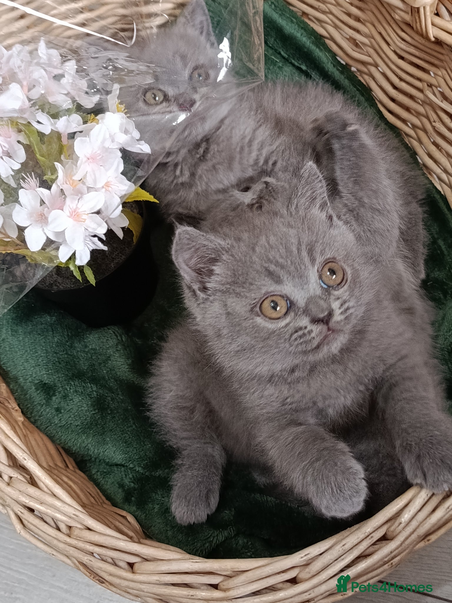 British Shorthair cats Beautiful kittens - Advert 6