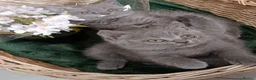 British Shorthair cats for sale: Beautiful kittens - Advert 1