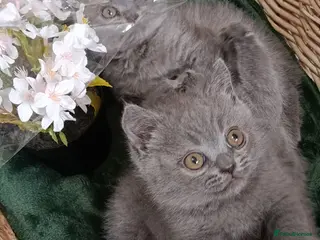 British Shorthair cats Beautiful kittens - Advert 6