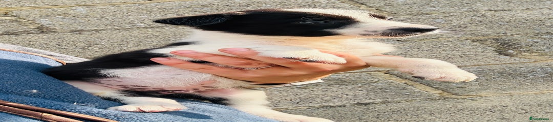 Male 
