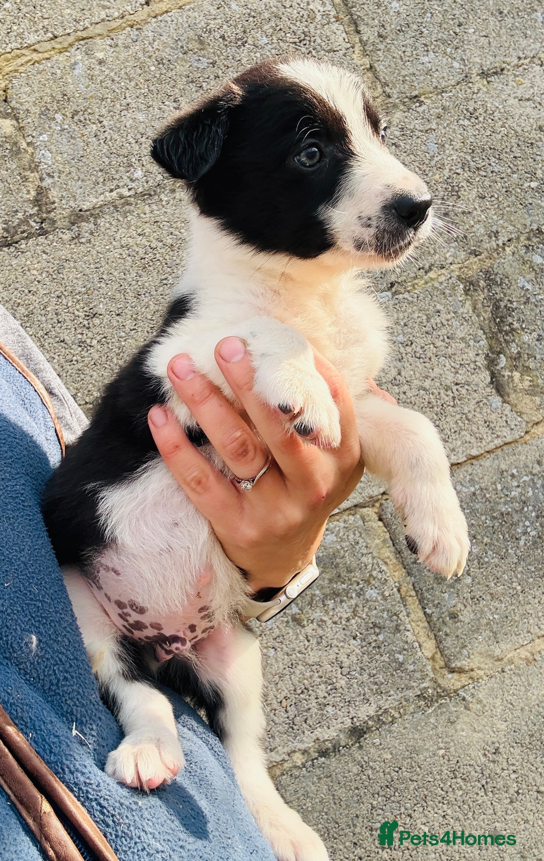 Border Collie dogs for sale: Gorgeous KC reg border collie pups  - Image 20