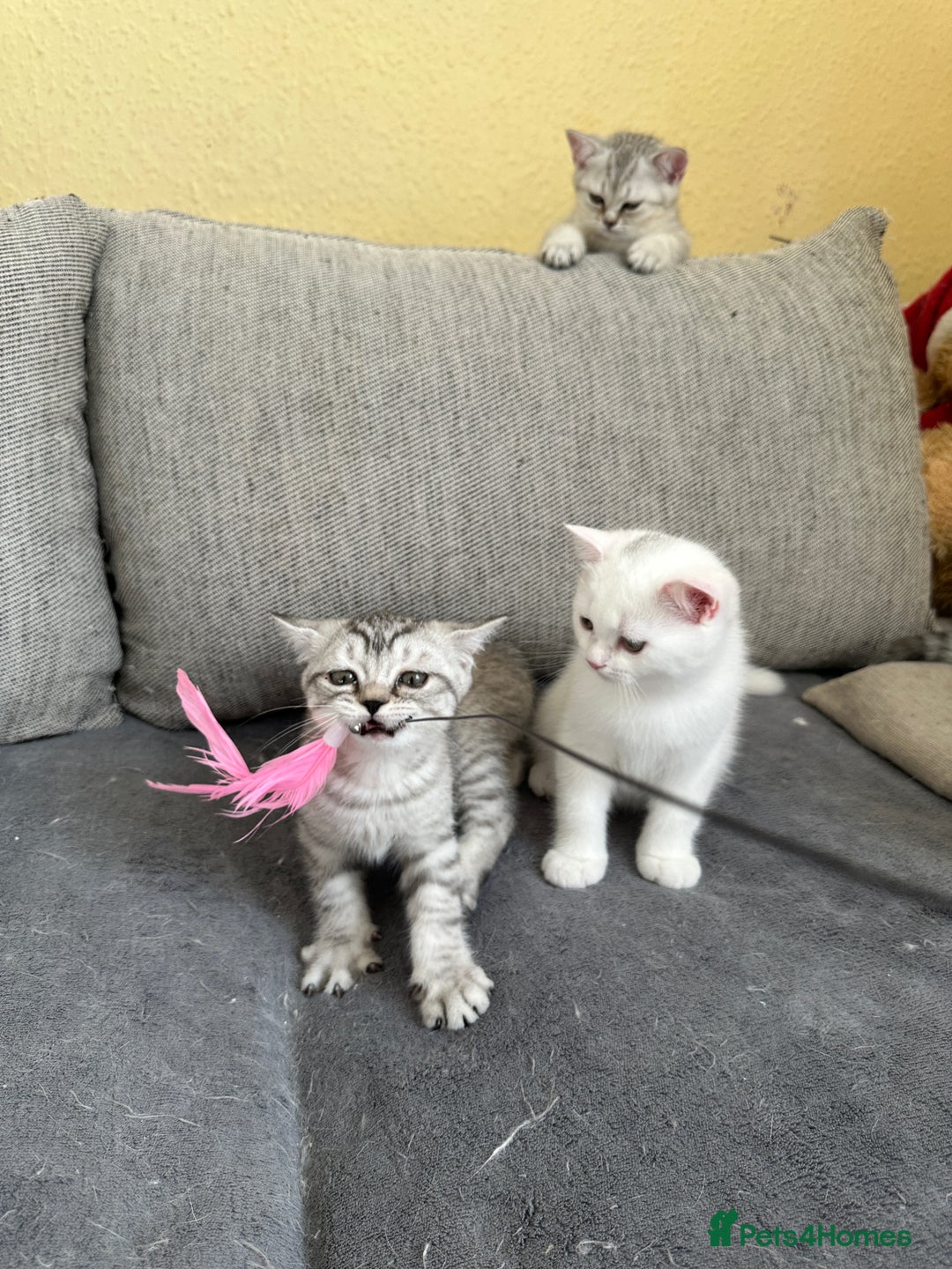 British Shorthair cats for sale: Stunning British Shorthair  - Image 26