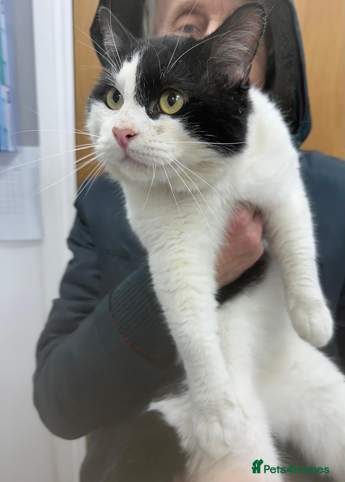 Mixed Breed cats Dylan so loving!! - Advert 10