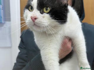 Mixed Breed cats Dylan so loving!! - Advert 10