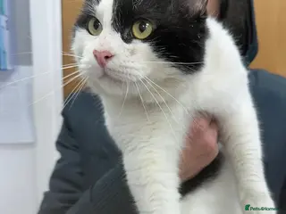 Mixed Breed cats Dylan so loving!! - Advert 13