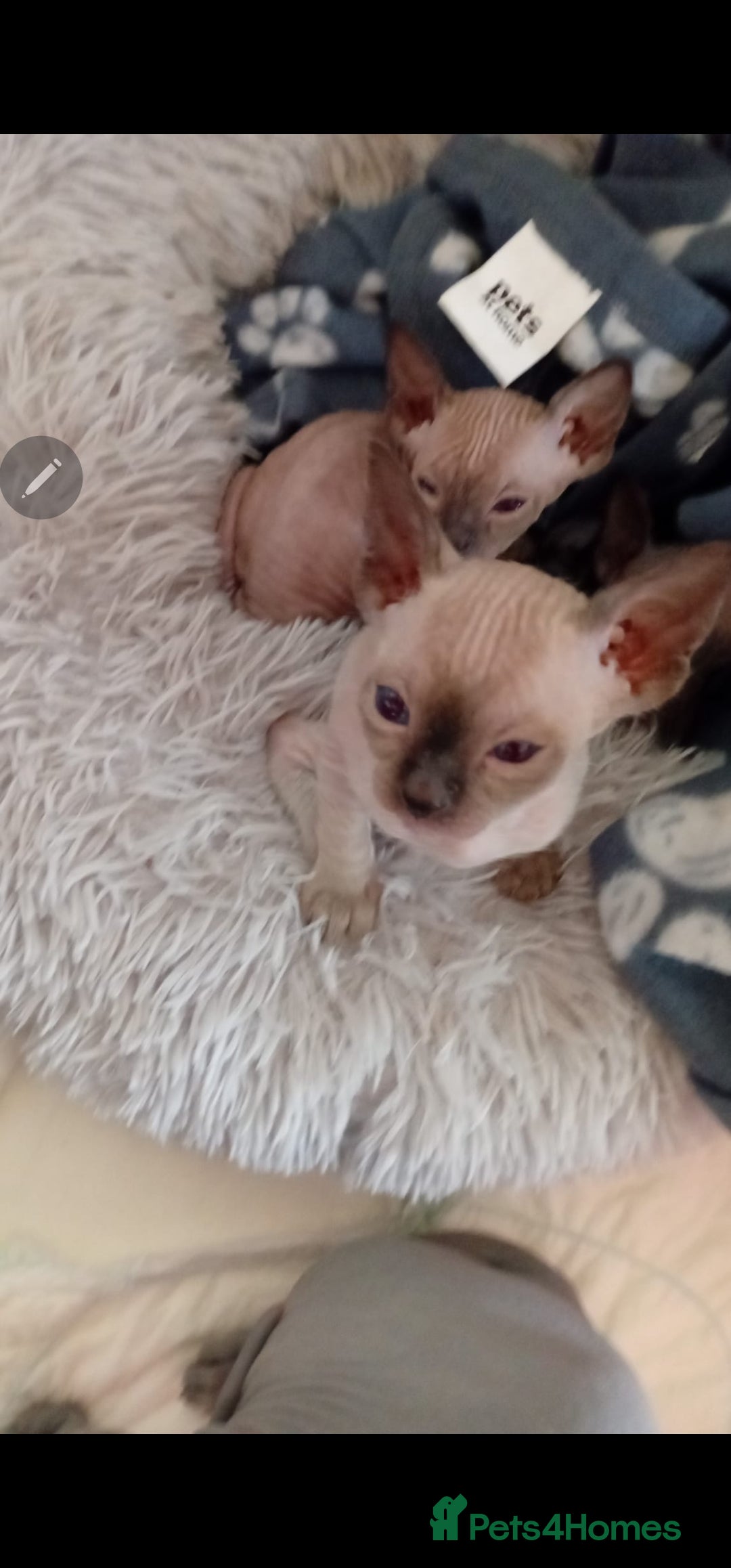Sphynx cats for sale: sphynx - Image 2