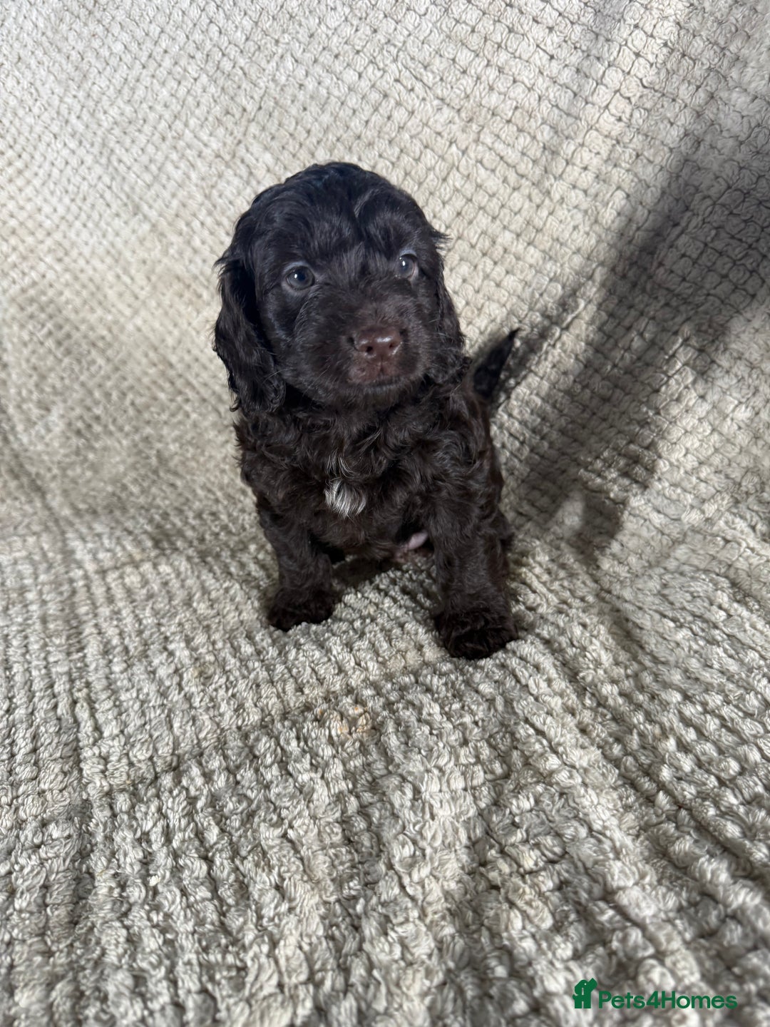 Cockapoo dogs for sale: F1 Cockerpoo Puppies For Sale  - Advert 17