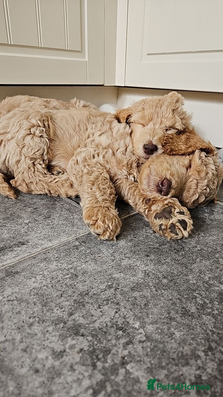 Standard Poodle dogs 🩵Standard poodle boys🩵 - Advert 1