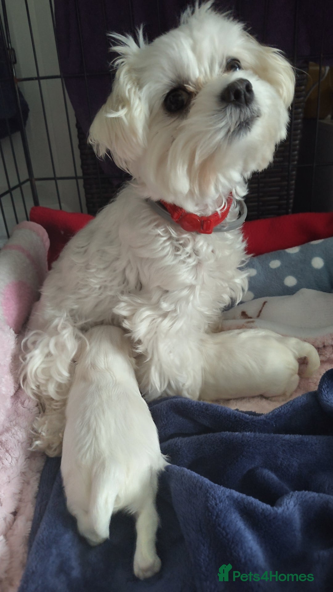 Maltese dogs for sale: Maltese 2 boys - Image 4