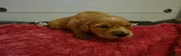Golden Retriever dogs for sale: KC Golden Retriever puppies for sale - Advert 7