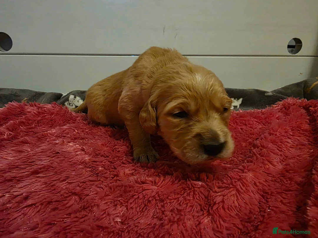 Golden Retriever dogs for sale: KC Golden Retriever puppies for sale - Advert 7