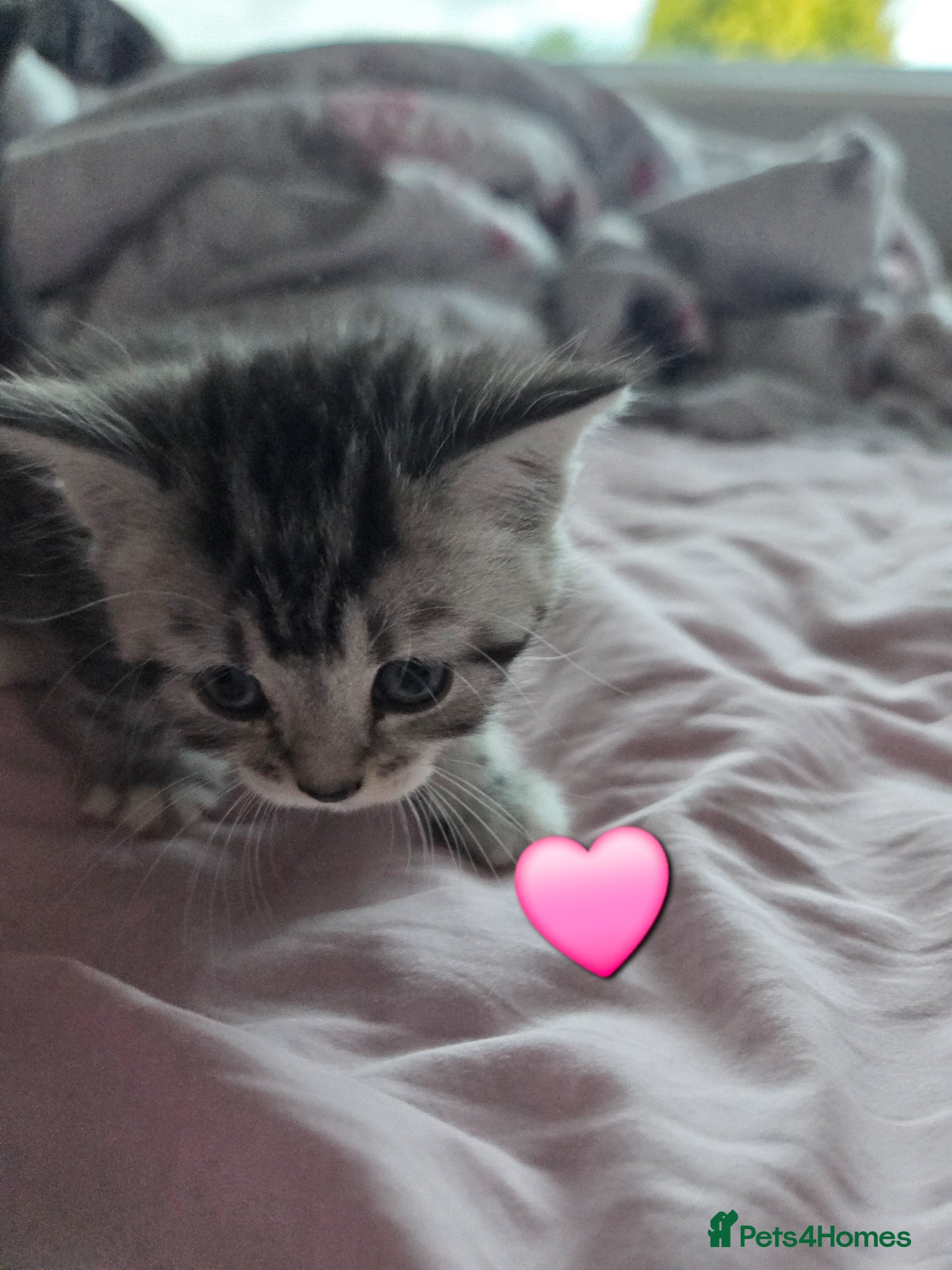 Mixed Breed cats for sale: Stunning kittens British shorthair  x maine coon - Advert 3