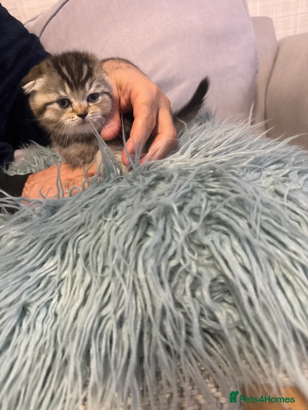 Scottish Fold cats for sale: Kitten Scottish fold - Advert 2