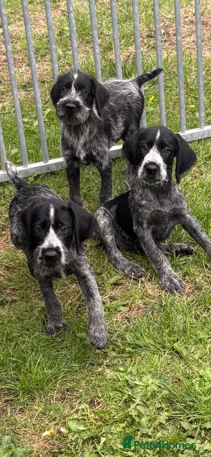 German Wirehaired Pointer dogs Ready now German wirehair pointer pups  - Advert 7