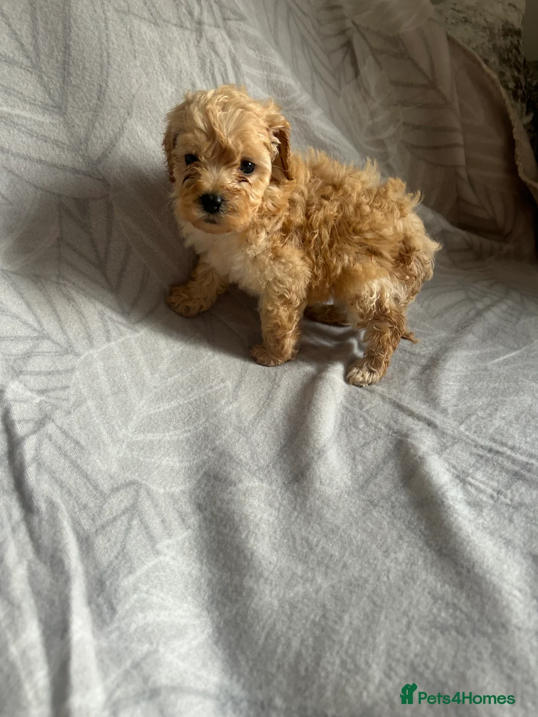 Cavapoo dogs for sale: Cute cavapoo pups - Advert 2