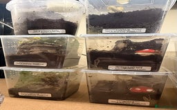 Tarantulas invertebrates for sale: 6 unsexed arboreal slings 3cm ish - Image 5