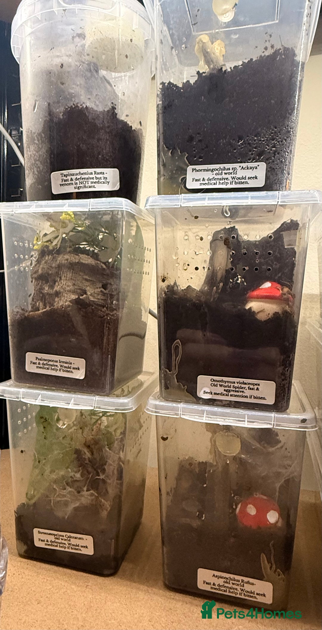 Tarantulas invertebrates for sale: 6 unsexed arboreal slings 3cm ish - Image 5