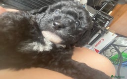 Labradoodle dogs for sale: F1bb miniature labradoodle puppies ready to go - Image 9