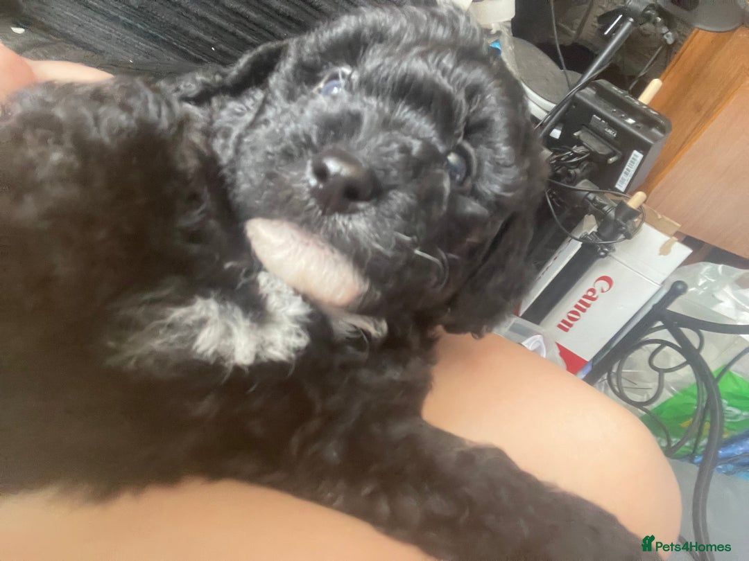 Labradoodle dogs for sale: F1bb miniature labradoodle puppies ready to go - Image 9