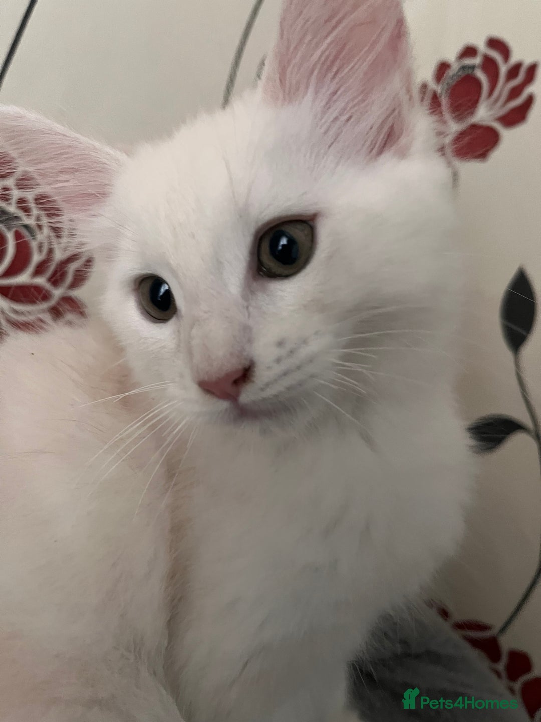 Maine Coon cats for sale: Purebred Maine Coon kitten - Advert 6