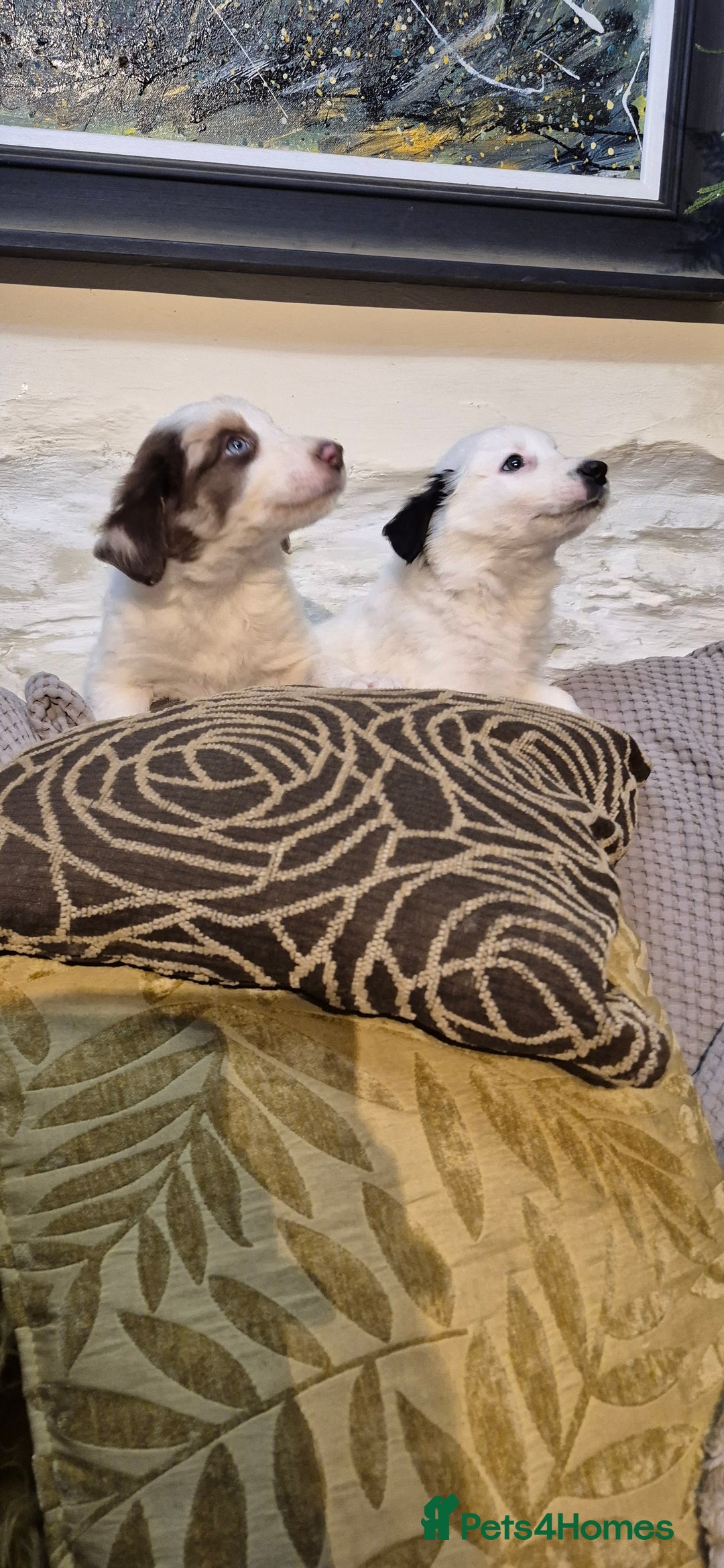 Border Collie dogs for sale: Blue Merles puppies  - Advert 16