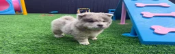 Chow Chow dogs for sale: Genuine exotic colour chowski puppies for sale - Advert 3