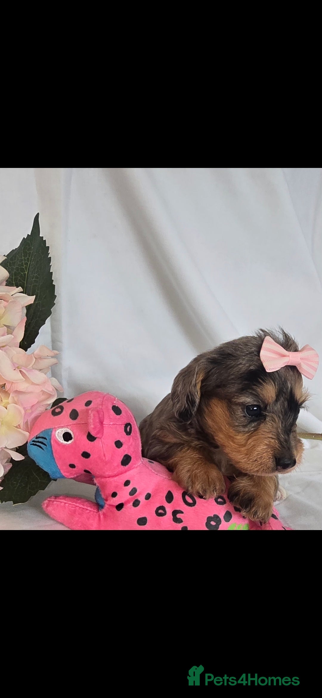 Mixed Breed dogs for sale:  miniature dachshund cross toy poodle doxiepoo   - Image 19