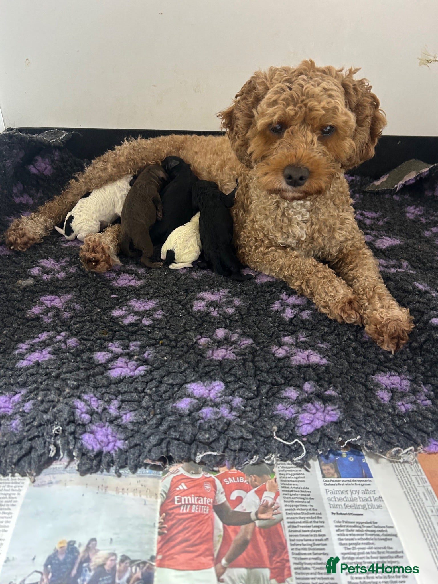 Cavapoo dogs Cavapoo puppies 🐶 READY NOW - Advert 2