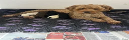 Cavapoo dogs for sale: Cavapoo puppies 🐶 READY NOW - Advert 3