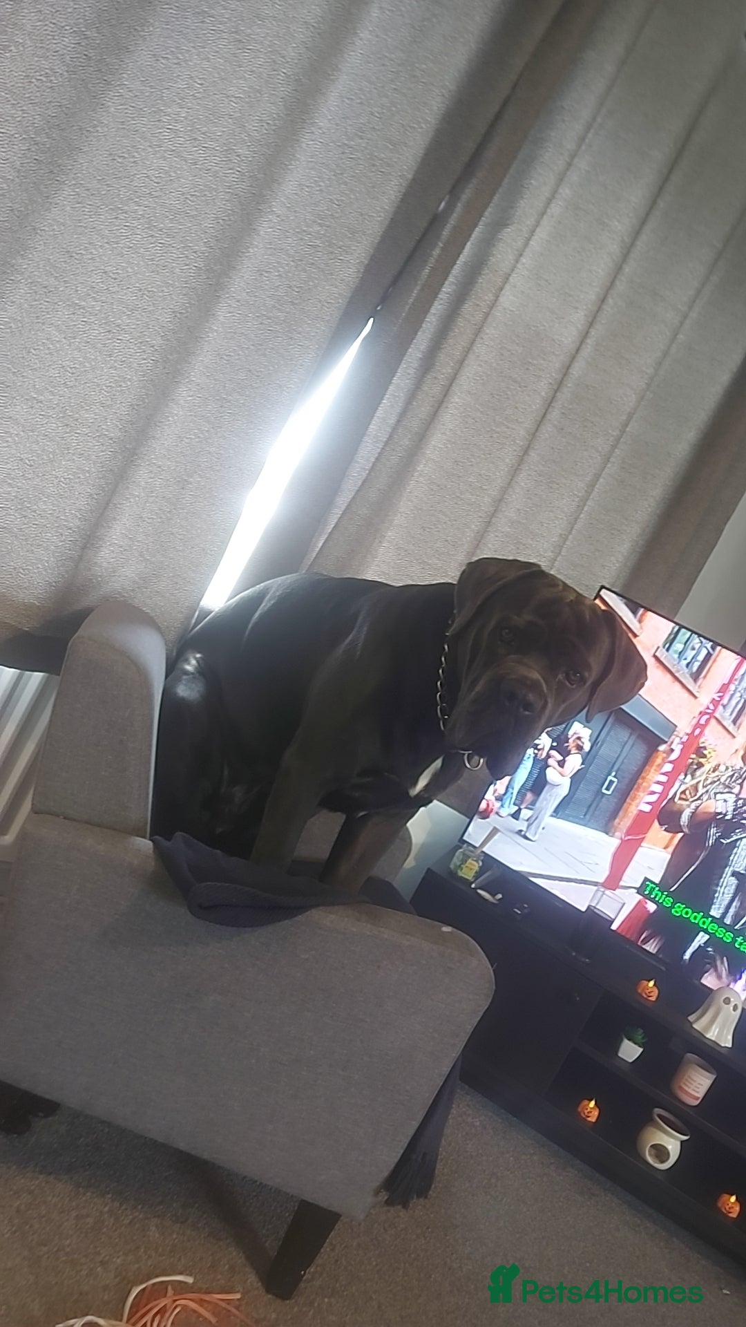 Cane Corso dogs for stud: Enzo perfect stud - Image 2