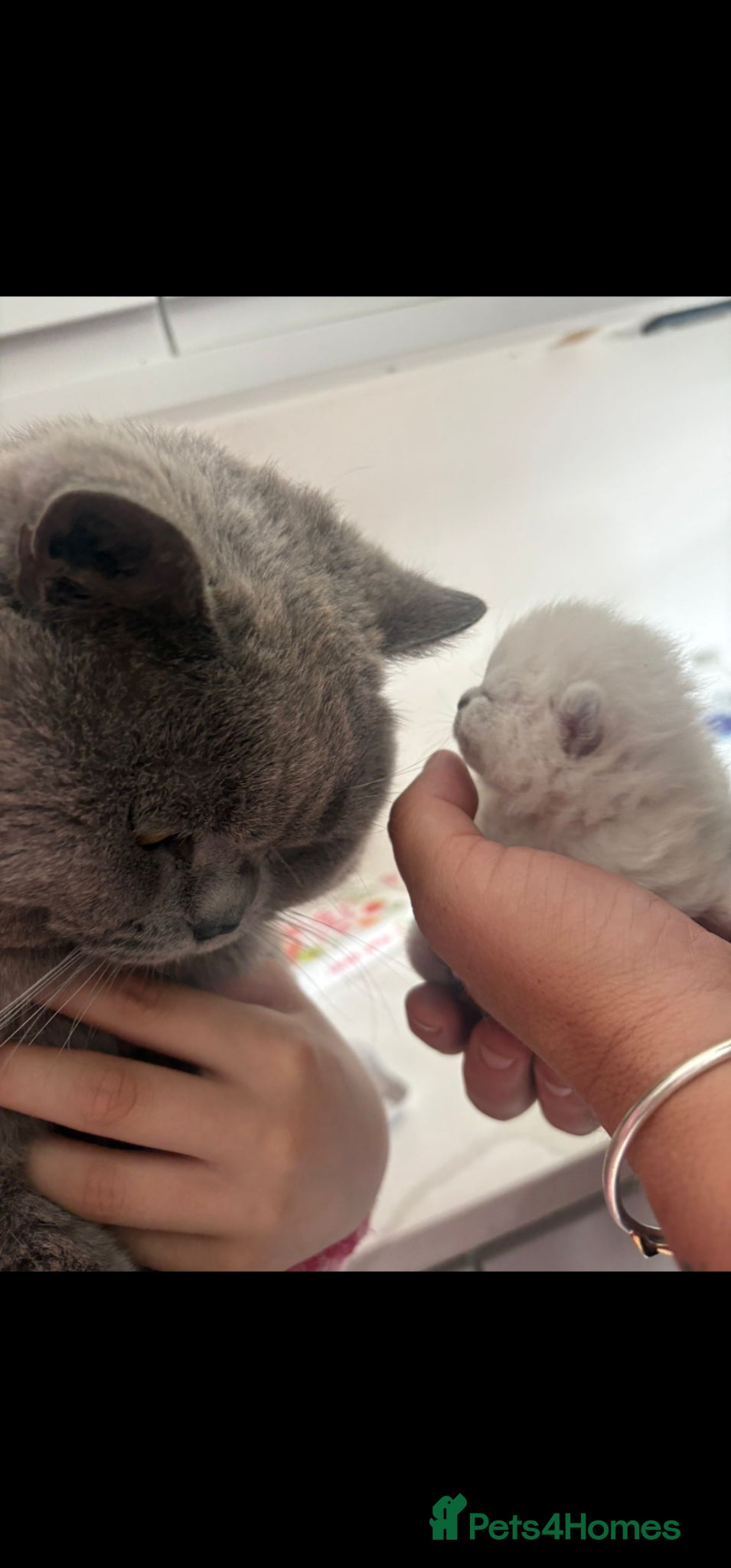 British Shorthair cats for sale: 4 bsh kittens - Advert 4