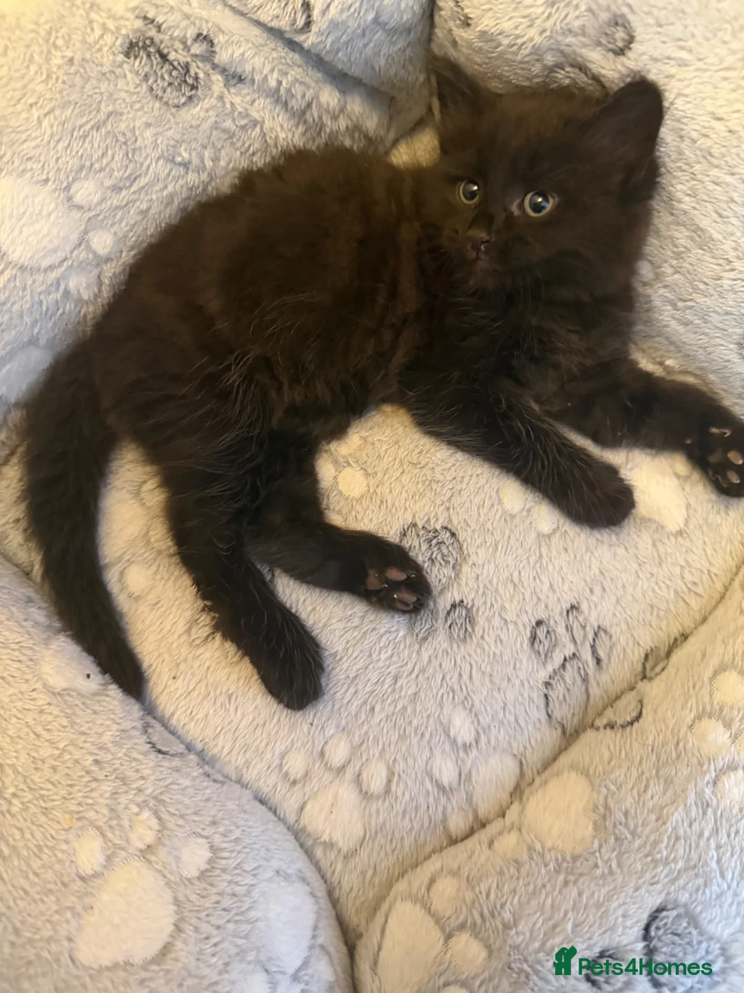 Mixed Breed cats for sale:     Fluffy Black Male Kitten for sale  - Advert 9