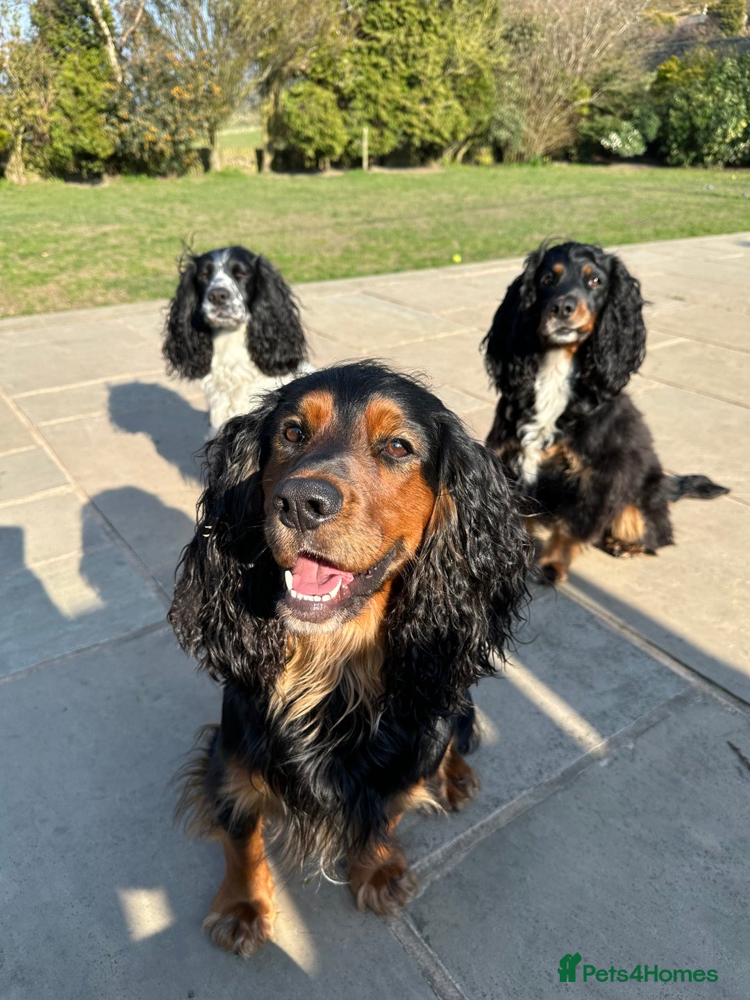 Cocker Spaniel dogs for stud: K C registered - Mr Midnight for Stud in Huddersfield - Image 11